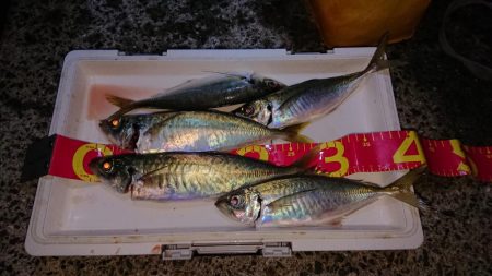 最後の最後に穴子！