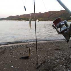 落ちギス活発、カレイはマダ‼️