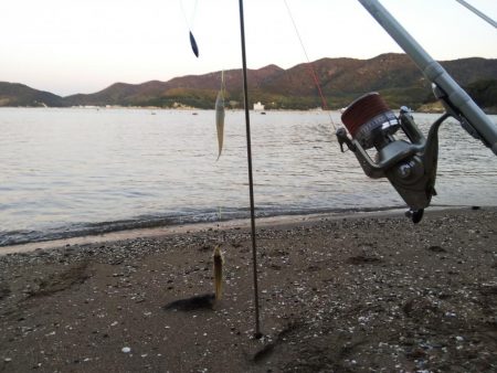 落ちギス活発、カレイはマダ‼️