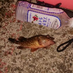 おったらすぐくる(太刀魚)