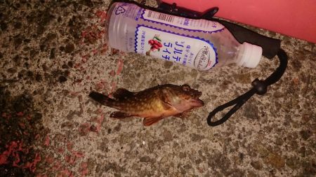 おったらすぐくる(太刀魚)