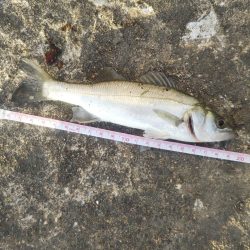 夕方、やや強い風、波少し立ち気味