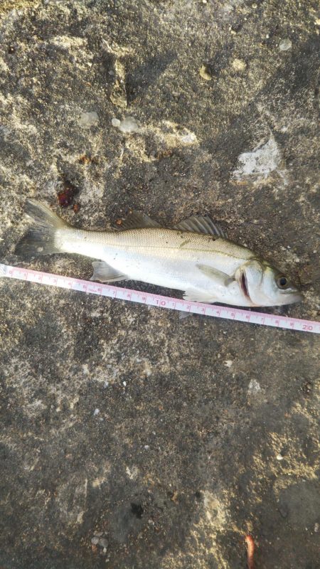 夕方、やや強い風、波少し立ち気味