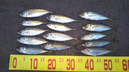 ふかせアジ釣り