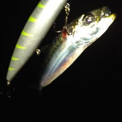 マイワパターン