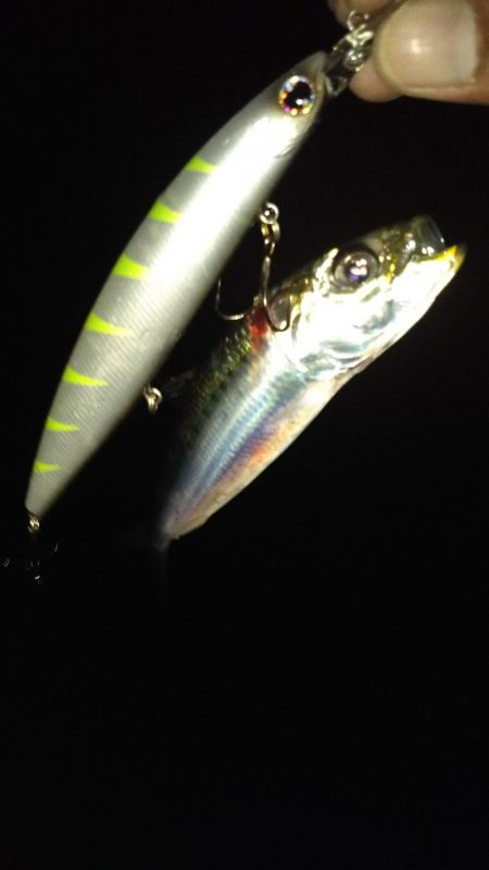 マイワパターン