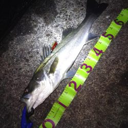 湾奥パトロール