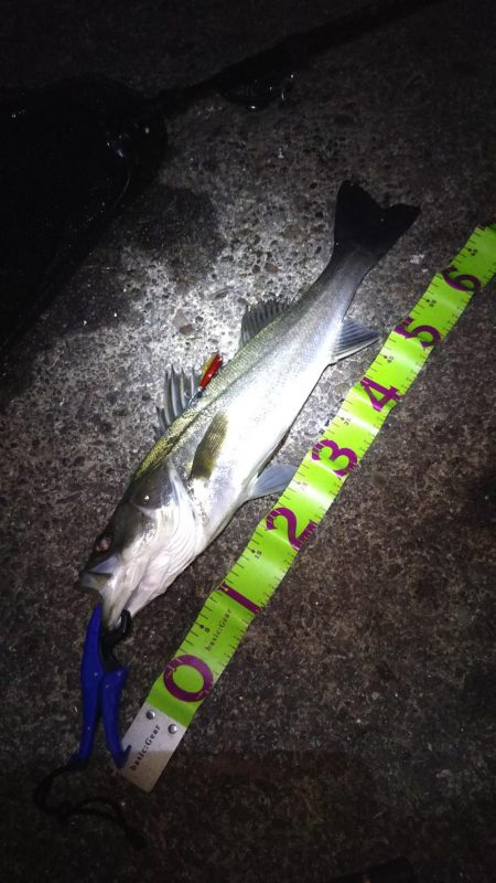 湾奥パトロール