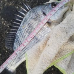 最高サイズセイゴ33cm