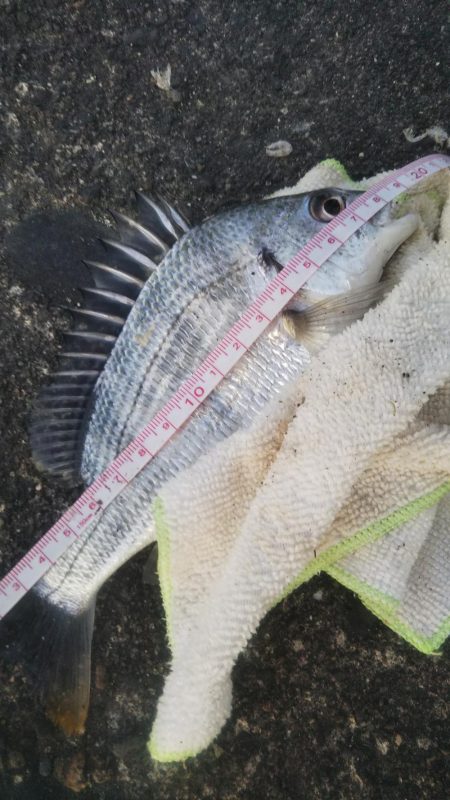 最高サイズセイゴ33cm