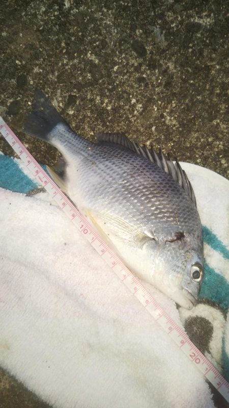 最高サイズセイゴ34cm