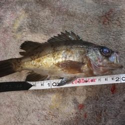 今日も釣れました