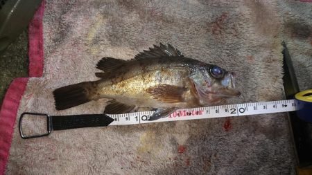 今日も釣れました