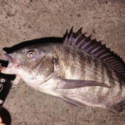 ジグでも釣れます