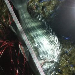 やや強い風、波少し荒れ気味、釣果2匹