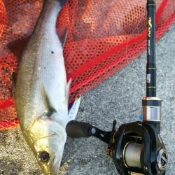 【苅田港】秋のシーバス調査~続き2