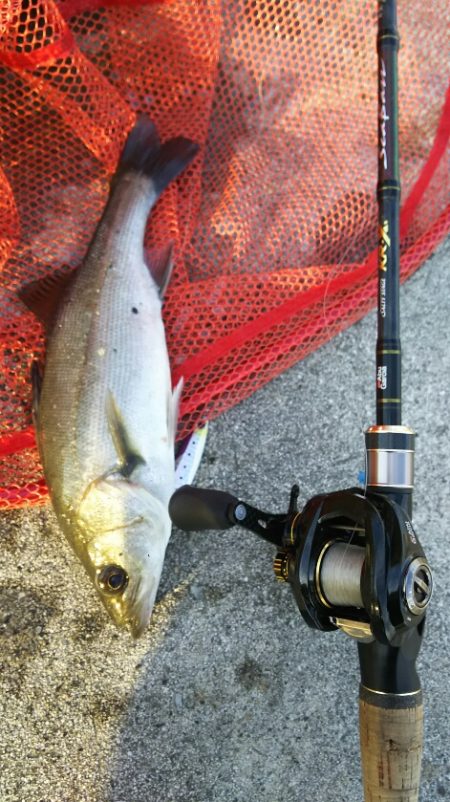 【苅田港】秋のシーバス調査~続き2