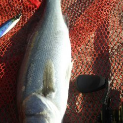 【苅田港】 秋のシーバス調査～続き４