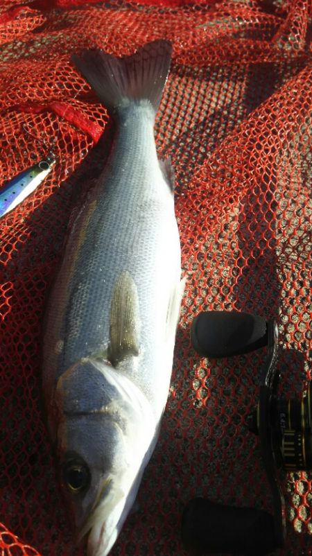 【苅田港】 秋のシーバス調査～続き４