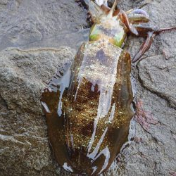 秘奥義しゃくりあわせ!