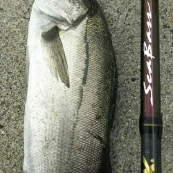 【苅田港】秋のシーバス調査~手仕舞い