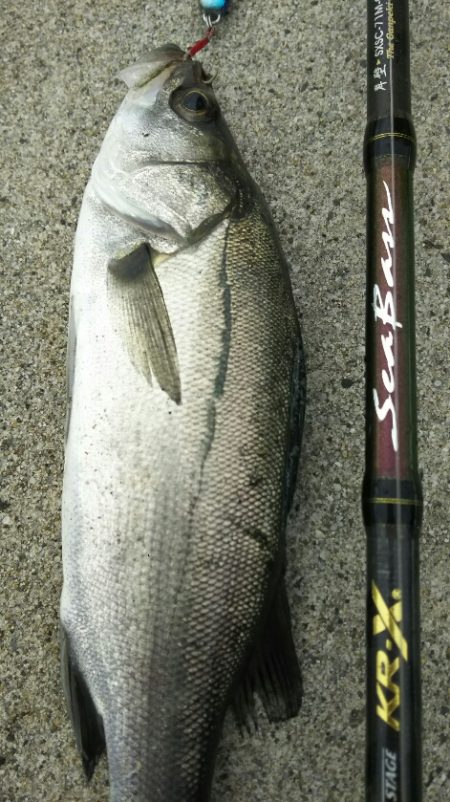 【苅田港】秋のシーバス調査~手仕舞い