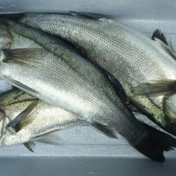 トウゴロウイワシ大群接岸中