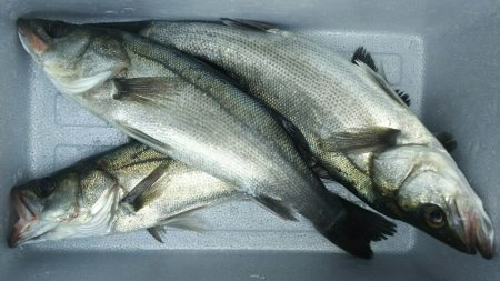 トウゴロウイワシ大群接岸中