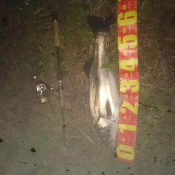 円山川シーバス