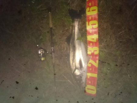 円山川シーバス