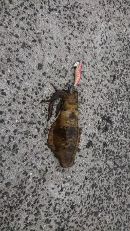 ネコがイカ食ったら腰抜かすってホンマ？