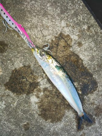 1m超とＦ5の外道･･･