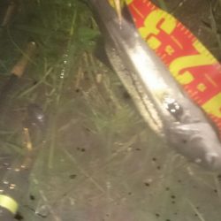 円山川シーバス