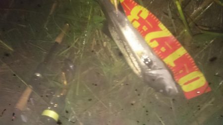 円山川シーバス