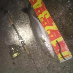 昨日よりサイズアップ！