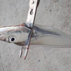 タチウオ最盛期