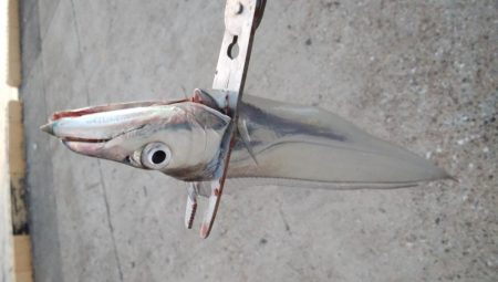 タチウオ最盛期