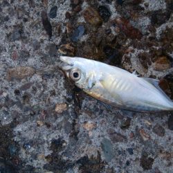 今日もサクッとアジング