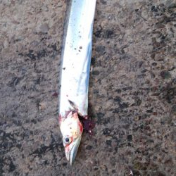 タチウオやっとピーク到来