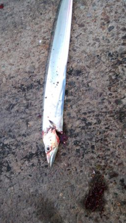 タチウオやっとピーク到来