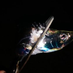 タチウオ今日はよかった