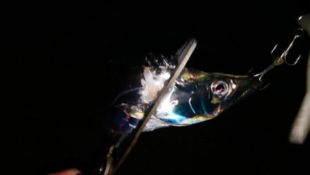 タチウオ今日はよかった