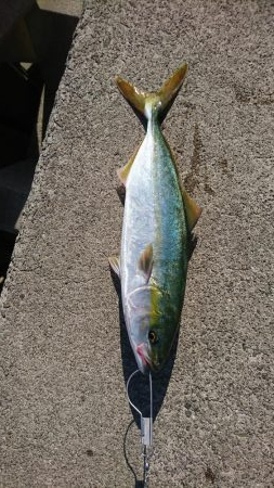 シーバスのはずが…