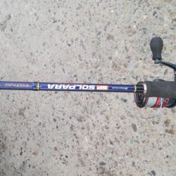 今日の本命はハマチ