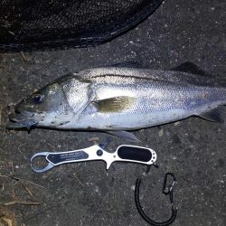 久しぶりのおっきい魚