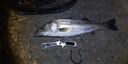 久しぶりのおっきい魚