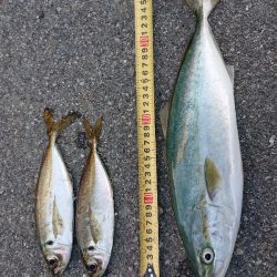 ハマチ？ツバス？