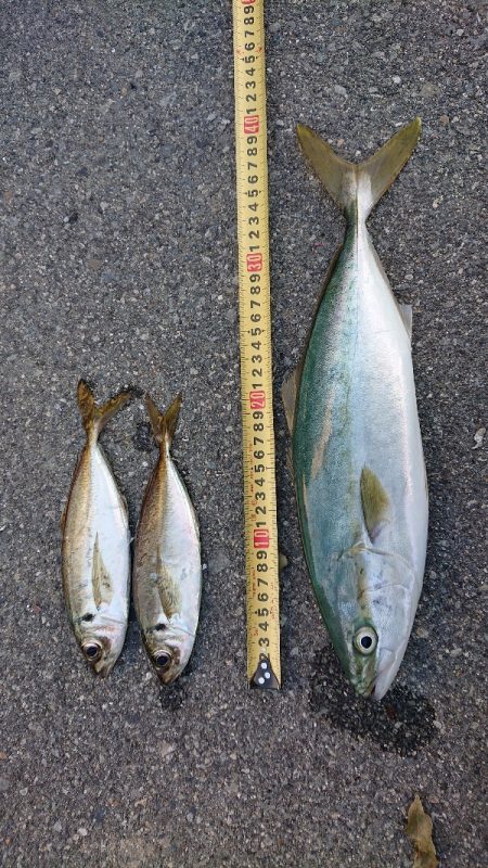 ハマチ？ツバス？