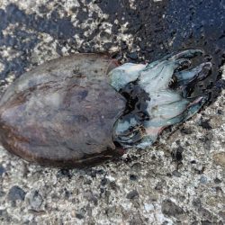 またもコウイカ