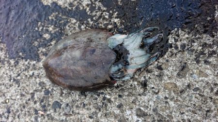 またもコウイカ